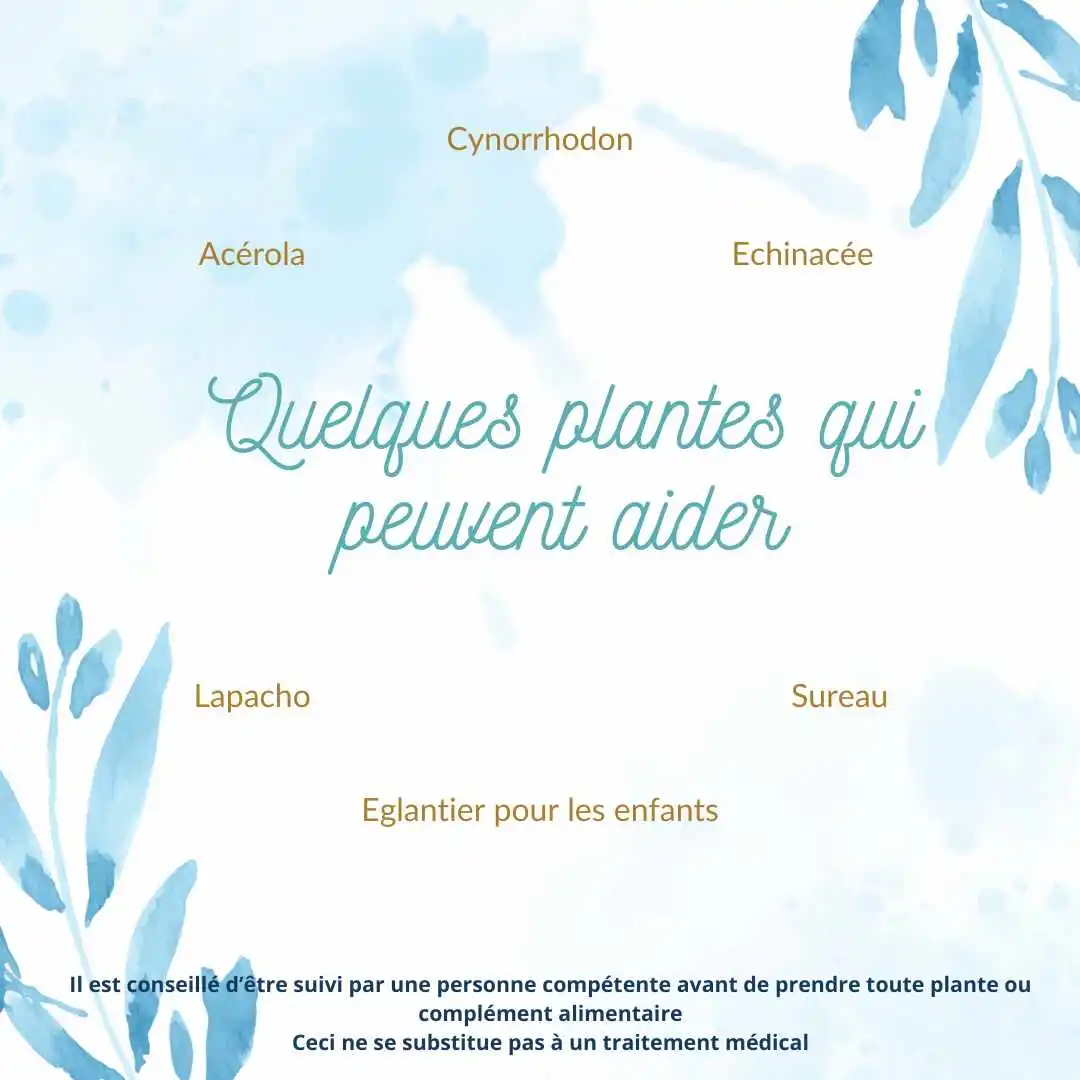 plantes pour augmenter son immunité avant l'hiver